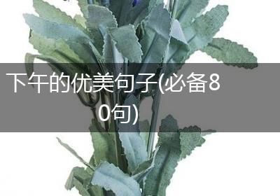 下午的优美句子(必备80句)