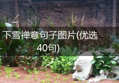 下雪禅意句子图片(优选40句)