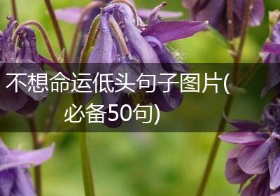 不想命运低头句子图片(必备50句)