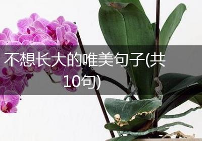 不想长大的唯美句子(共10句)