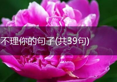 不理你的句子(共39句)