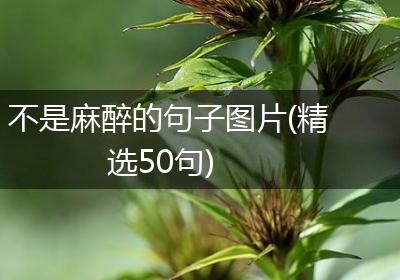 不是麻醉的句子图片(精选50句)