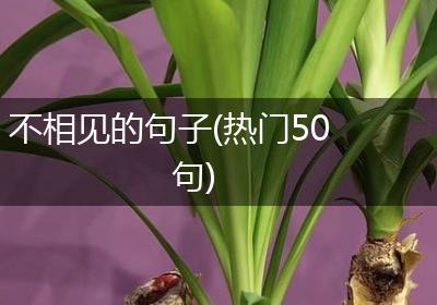 不相见的句子(热门50句)