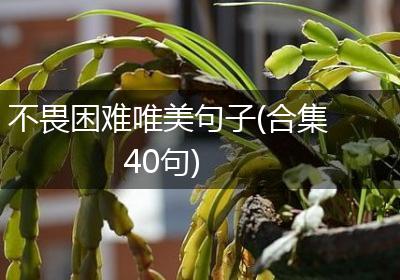 不畏困难唯美句子(合集40句)