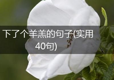 下了个羊羔的句子(实用40句)