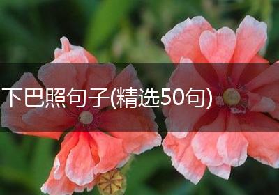 下巴照句子(精选50句)