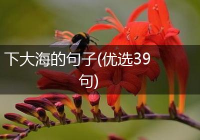 下大海的句子(优选39句)