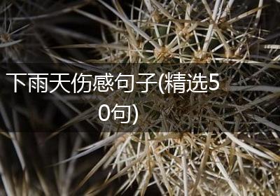 下雨天伤感句子(精选50句)