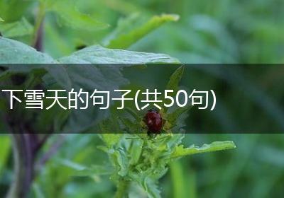 下雪天的句子(共50句)