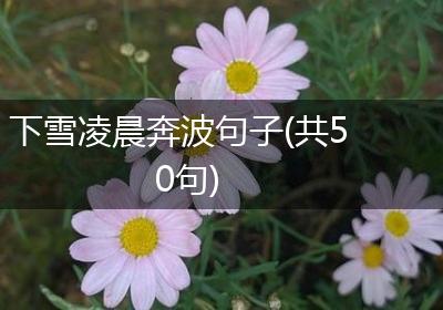 下雪凌晨奔波句子(共50句)