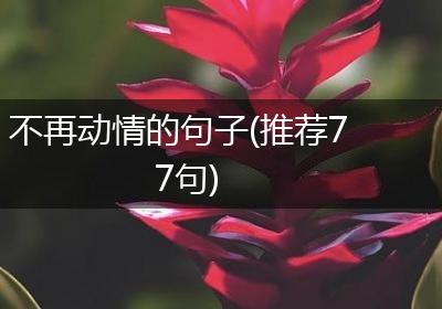 不再动情的句子(推荐77句)