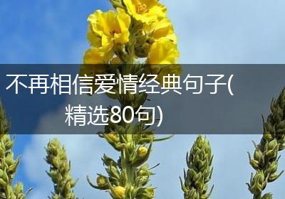 不再相信爱情经典句子(精选80句)