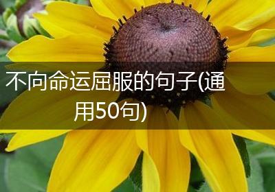 不向命运屈服的句子(通用50句)