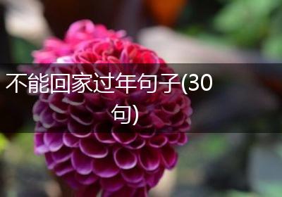 不能回家过年句子(30句)
