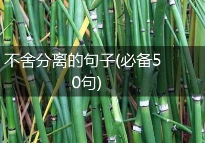 不舍分离的句子(必备50句)