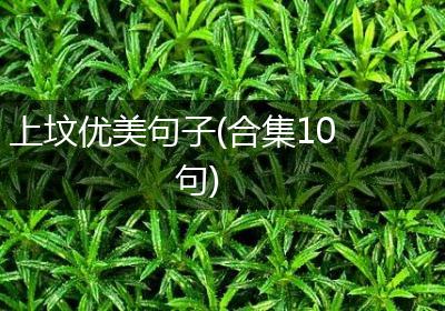 上坟优美句子(合集10句)
