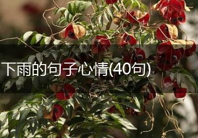 下雨的句子心情(40句)