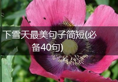 下雪天最美句子简短(必备40句)