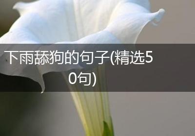 下雨舔狗的句子(精选50句)