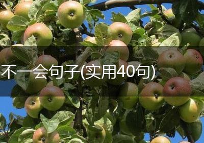不一会句子(实用40句)