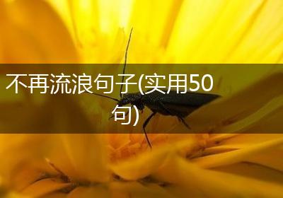 不再流浪句子(实用50句)