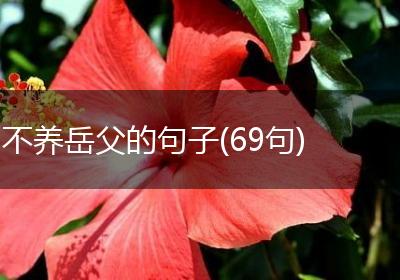 不养岳父的句子(69句)