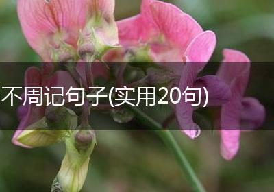 不周记句子(实用20句)