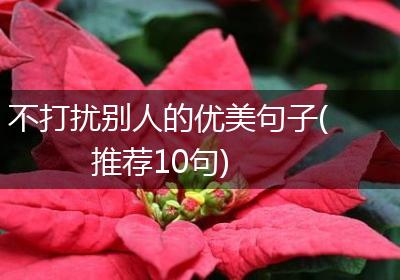 不打扰别人的优美句子(推荐10句)
