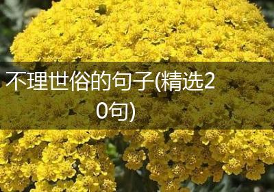 不理世俗的句子(精选20句)