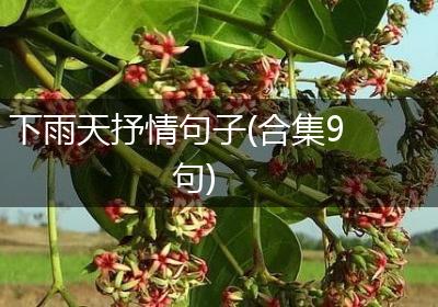 下雨天抒情句子(合集9句)