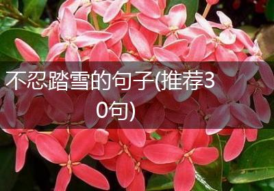 不忍踏雪的句子(推荐30句)