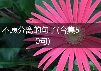 不愿分离的句子(合集50句)
