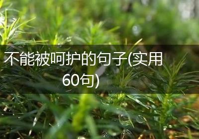 不能被呵护的句子(实用60句)