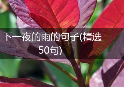 下一夜的雨的句子(精选50句)