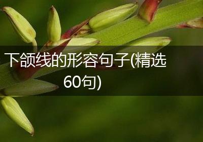 下颌线的形容句子(精选60句)