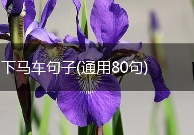 下马车句子(通用80句)
