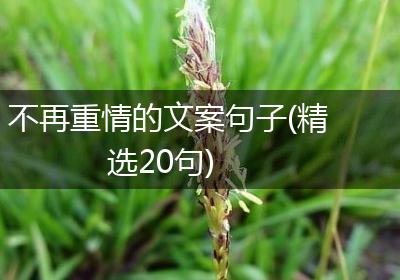 不再重情的文案句子(精选20句)
