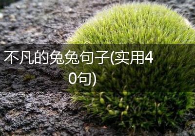 不凡的兔兔句子(实用40句)
