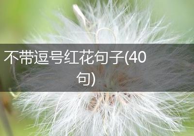 不带逗号红花句子(40句)