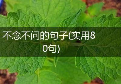 不念不问的句子(实用80句)