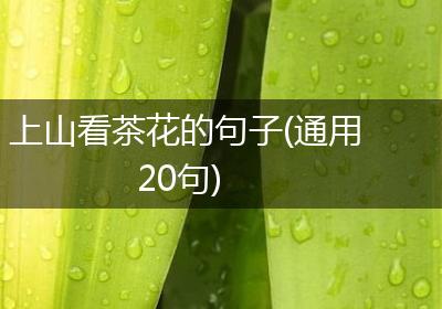 上山看茶花的句子(通用20句)