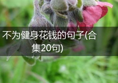 不为健身花钱的句子(合集20句)