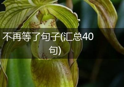 不再等了句子(汇总40句)