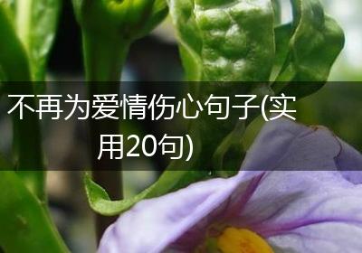 不再为爱情伤心句子(实用20句)