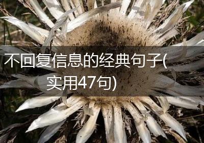 不回复信息的经典句子(实用47句)