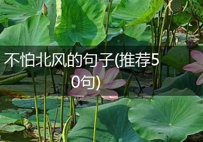 不怕北风的句子(推荐50句)