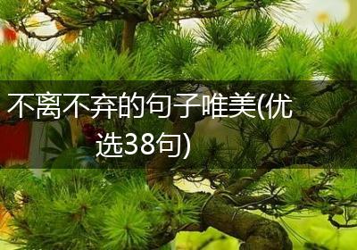 不离不弃的句子唯美(优选38句)