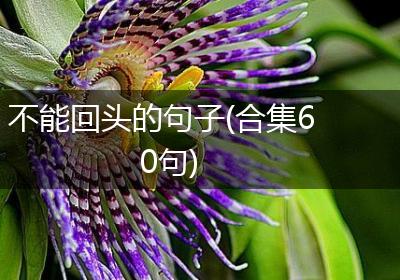 不能回头的句子(合集60句)