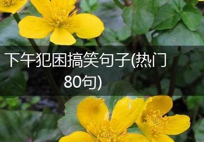 下午犯困搞笑句子(热门80句)