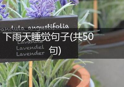 下雨天睡觉句子(共50句)